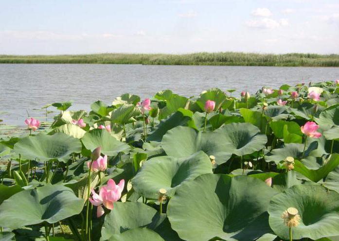 Lotus fields on the ship Astrakhan