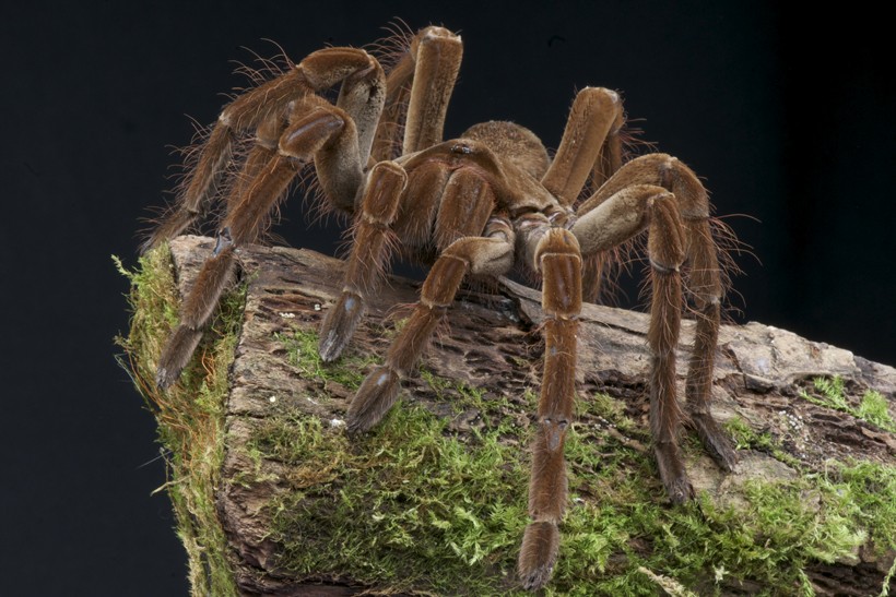 Самый большой паук в мире фото книга рекордов гиннесса живой