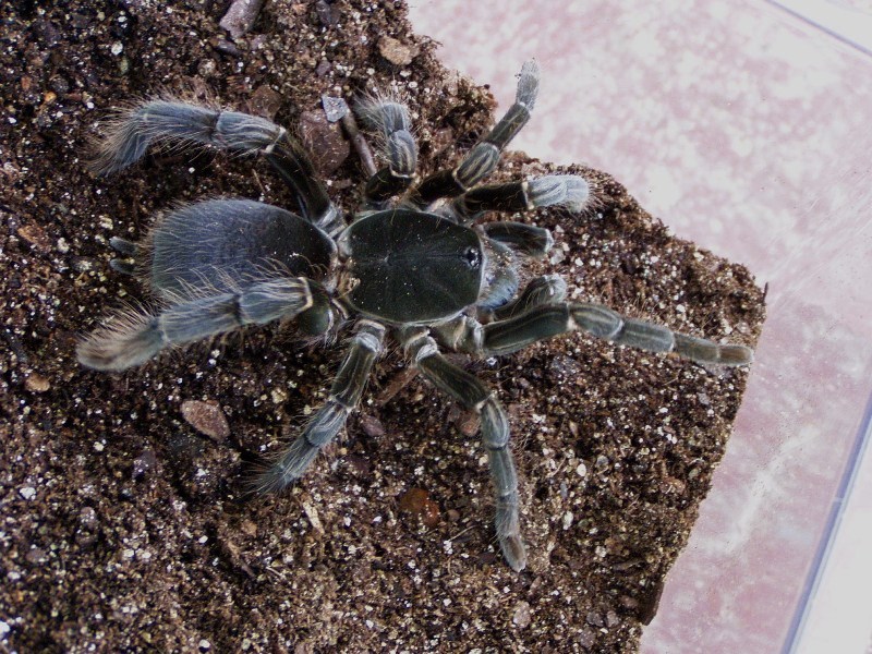 Giant baboon spider