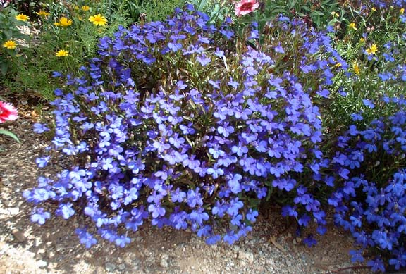 Lobelia flower