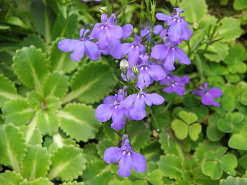 Lobelia flowers