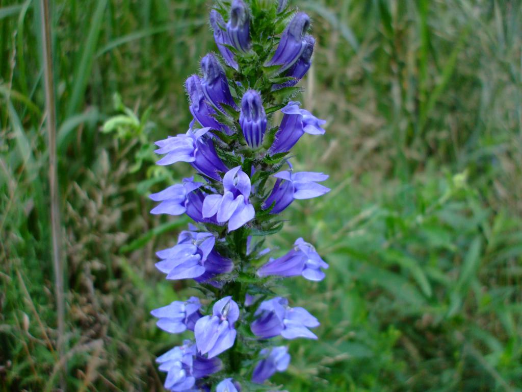 Lobelia syphilitic