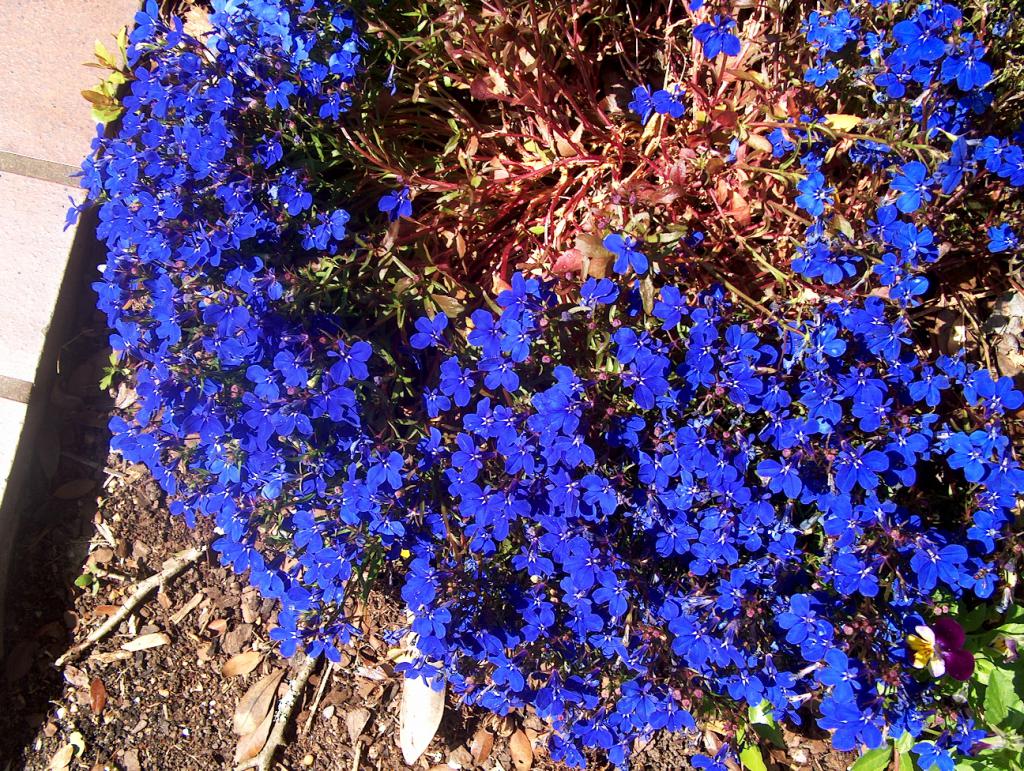 Голубые цветы на клумбе фото и название