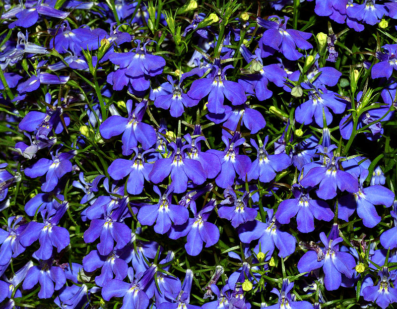 The lobelia is the thinnest