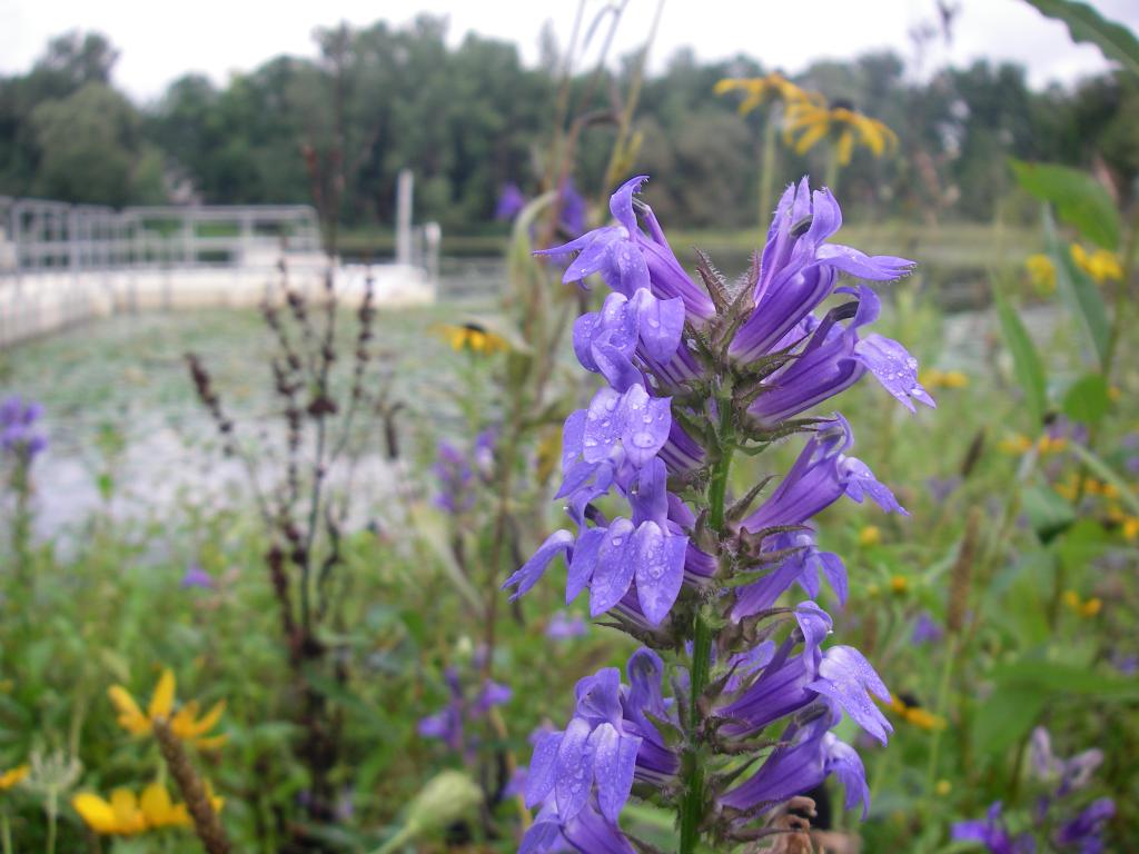 Lobelia in nature