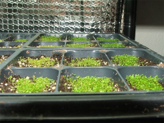 Growing seedlings from seeds