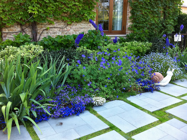 Lobelia in landscape design