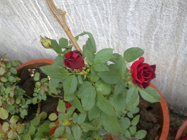 Роза в доме