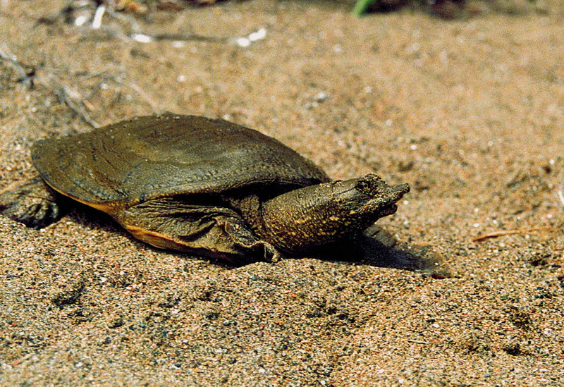 Черепаха, обитающая в озере Ханка