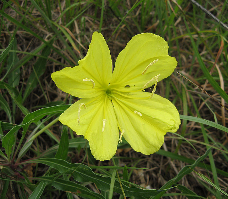 Evening primrose, landing