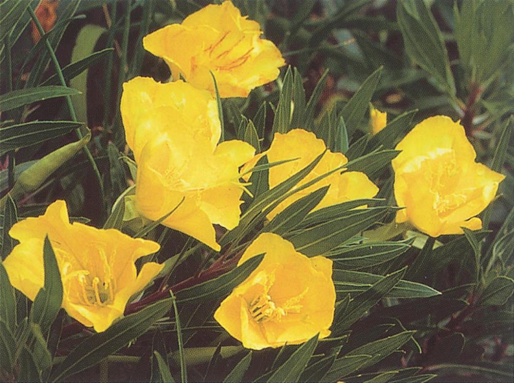 Энотера многолетняя желтая фото и описание