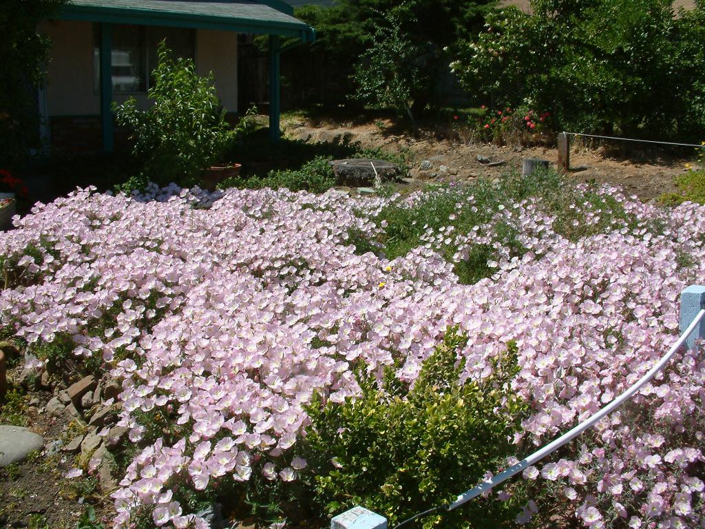 Evening primrose in the area