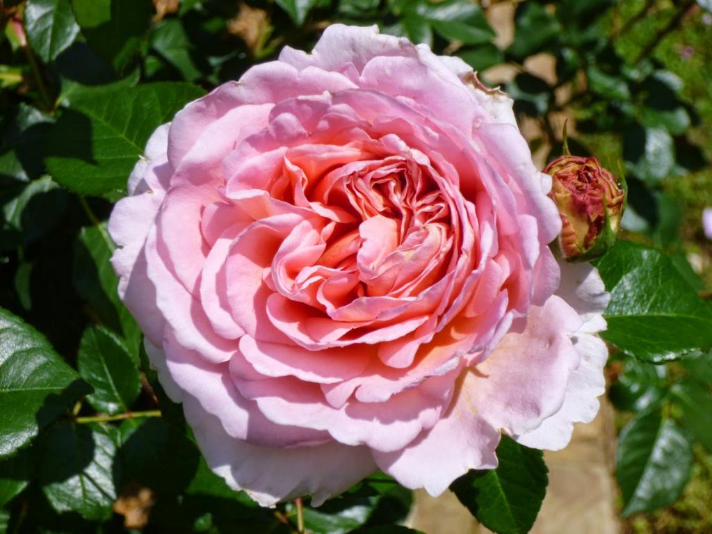 Английская парковая роза Abraham Darby