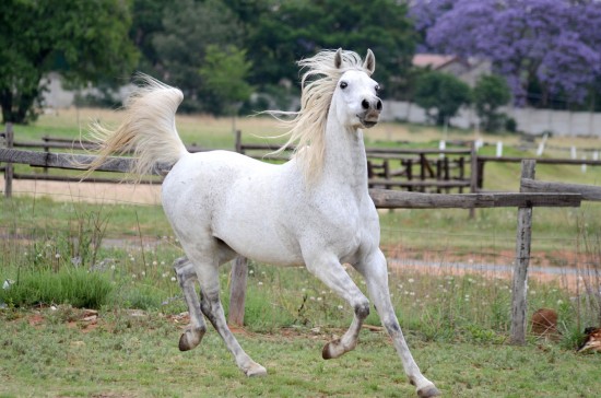 White horse