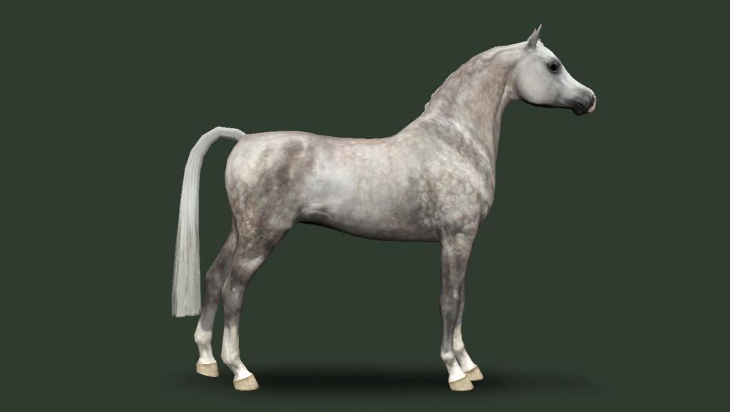 Description of arab horse