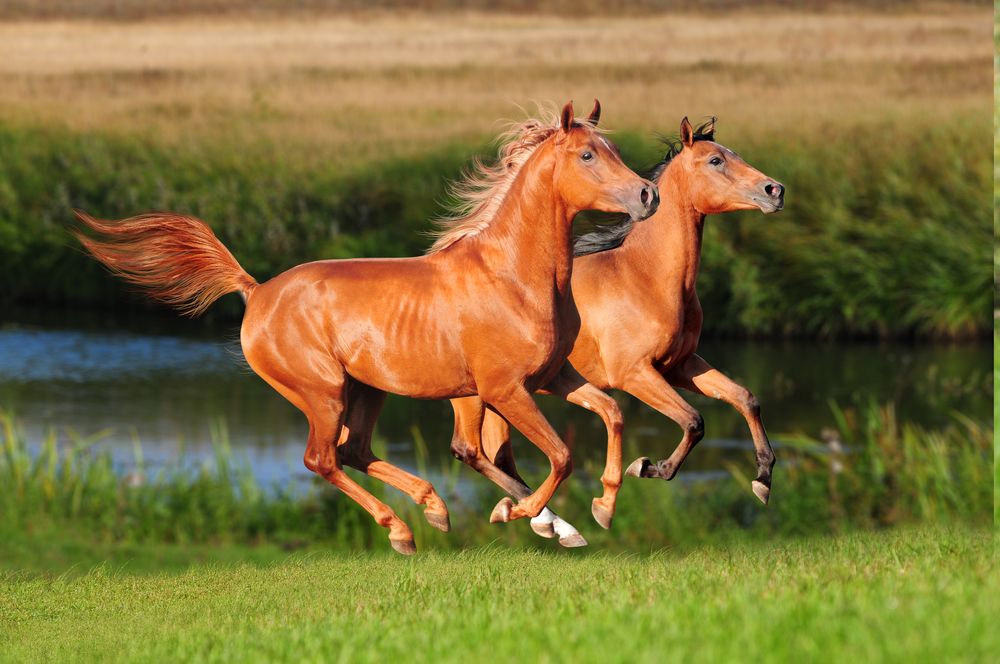 Beautiful arabian horses