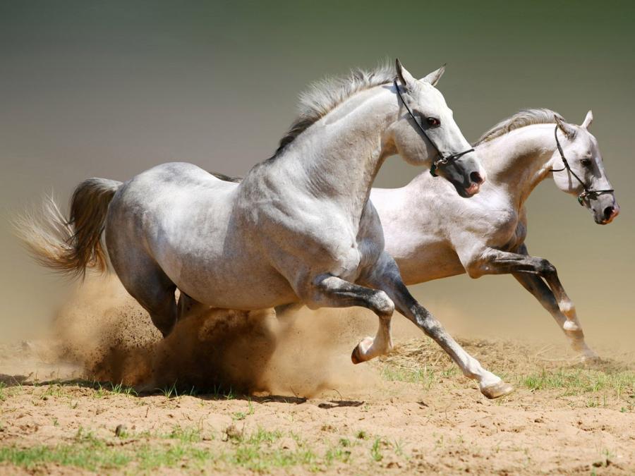 Horses in the steppes