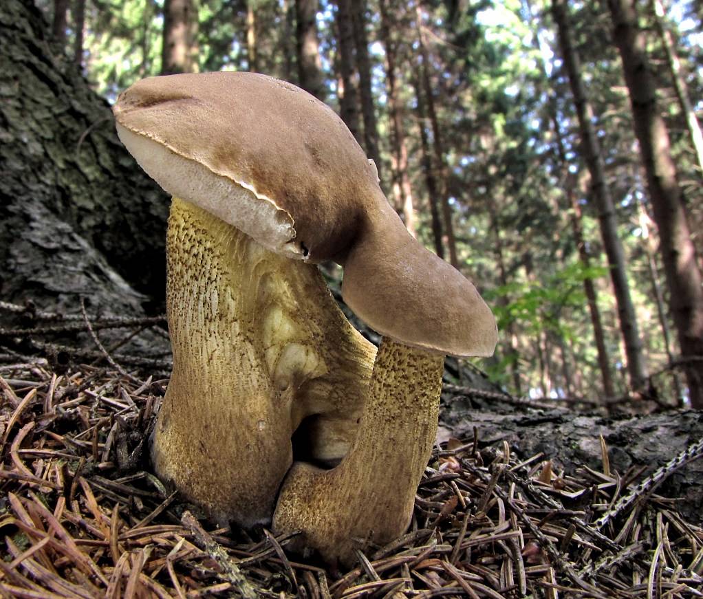 Gall mushroom