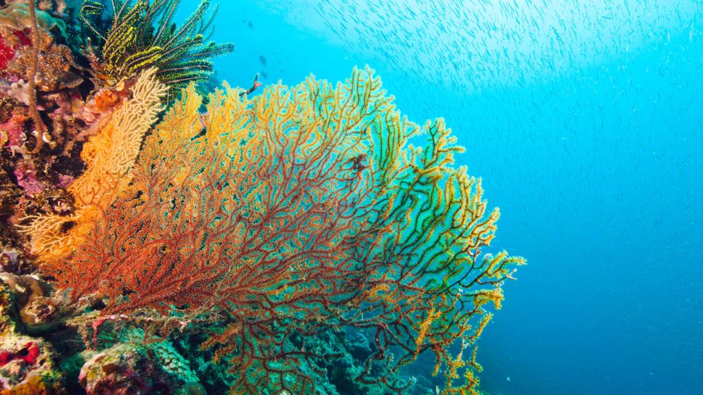 Удивительный мир кораллов