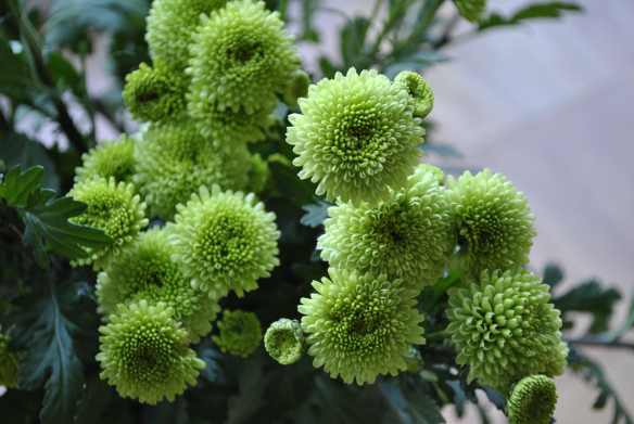 Green chrysanthemum