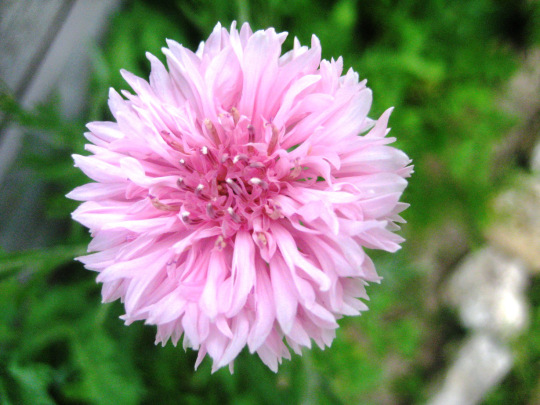 Pink cornflower