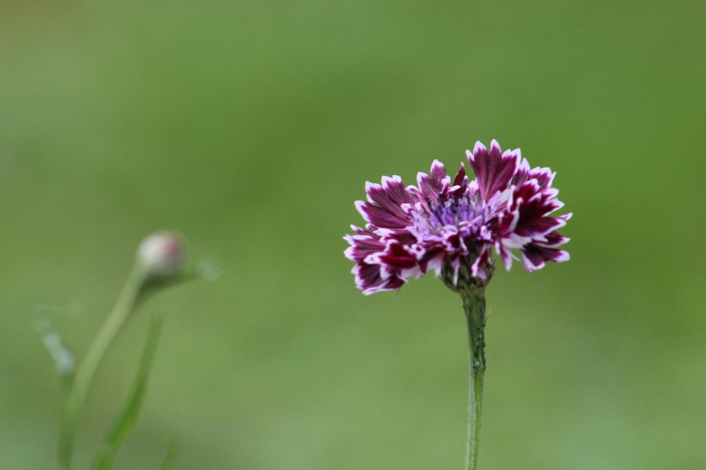 Variety of cornflower