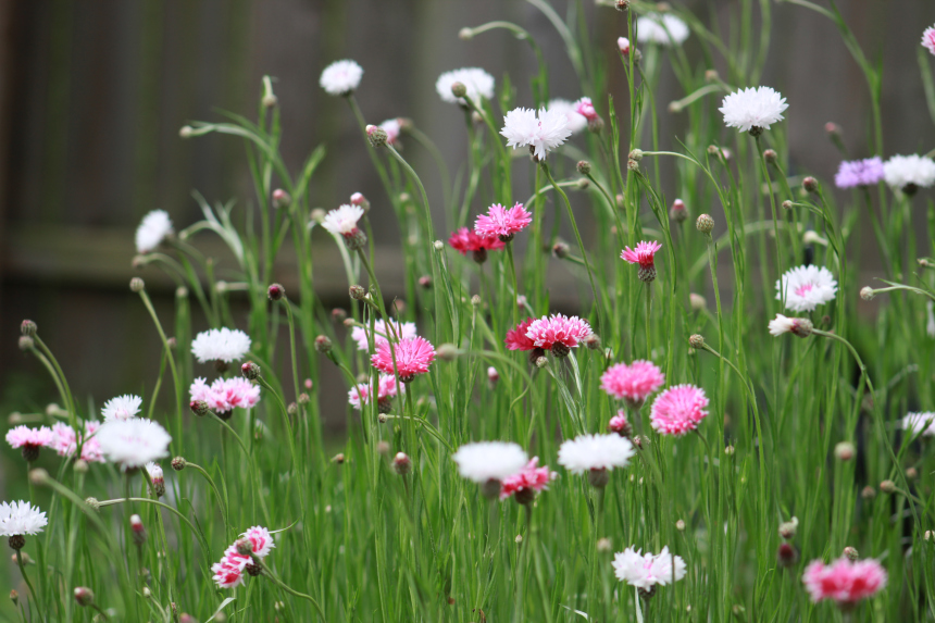 Cornflowers in the garden