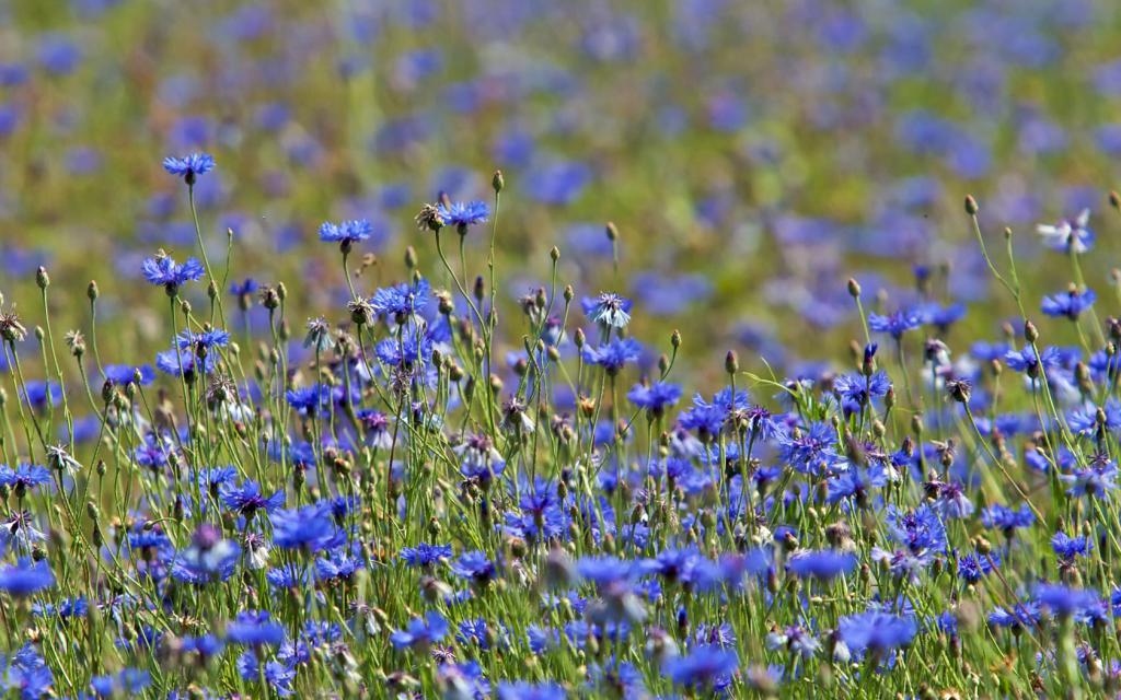 Meadow cornflowers