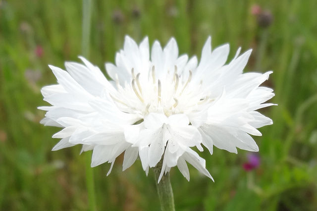 White cornflower