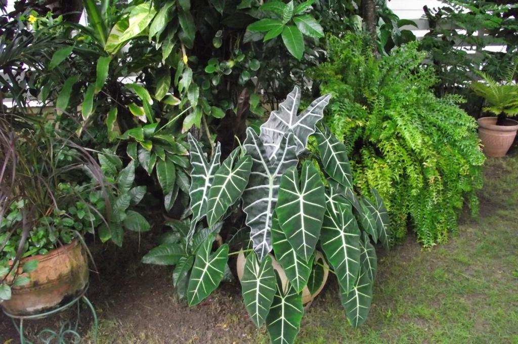 Crystal Anthurium in the composition of the summer garden