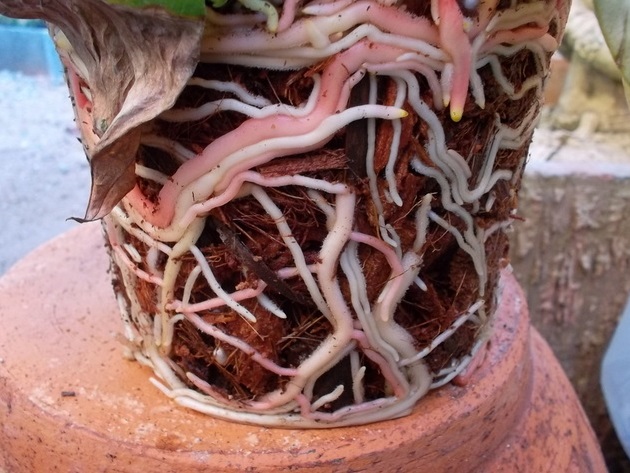 Roots of anthurium