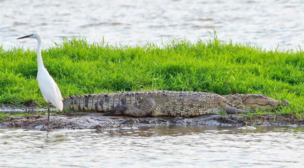 Крокодилы Гоа
