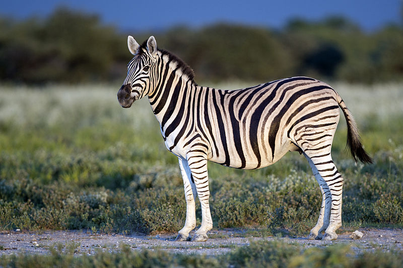 Savannah zebra