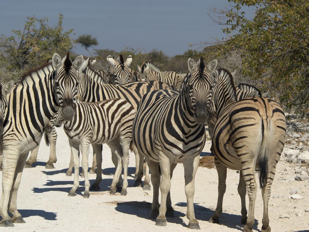 Семейство зебр в национальном парке