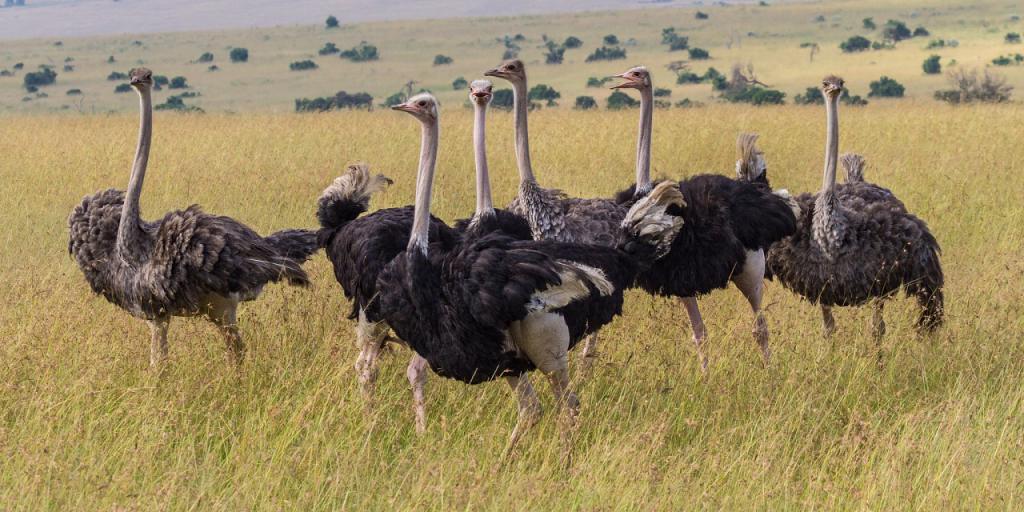 Birds of Masai Mara Park