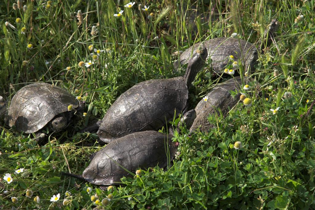 Turtles looking for food