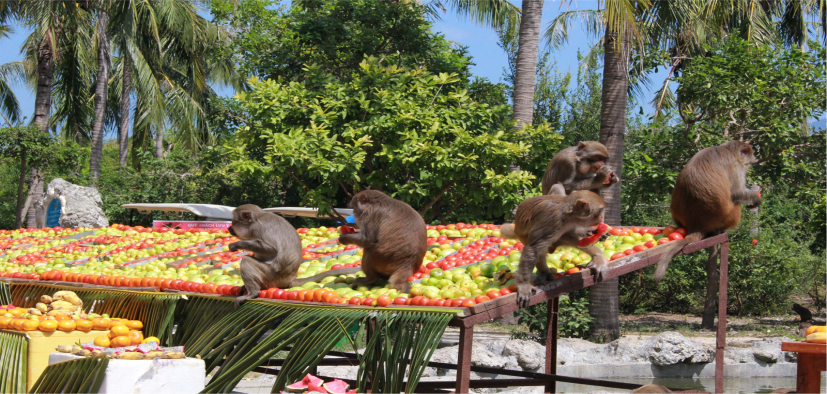 Food for Monkey Island Inhabitants