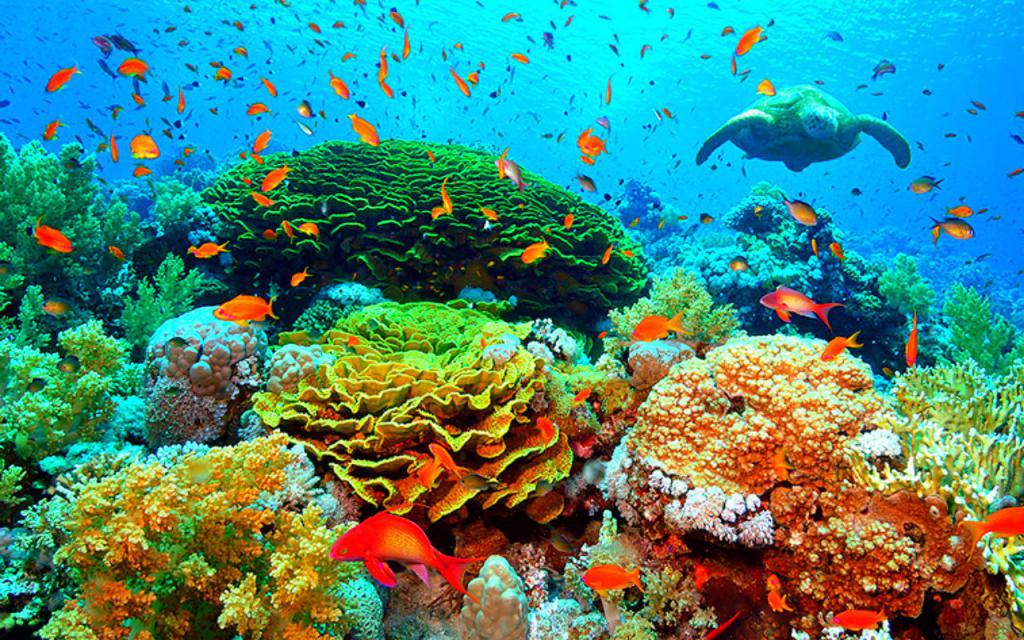 Красота Подводного Мира Фото – Telegraph