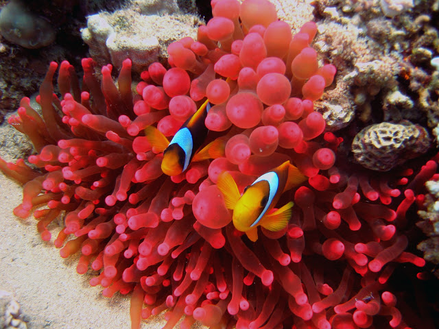 Beauty of the Red Sea