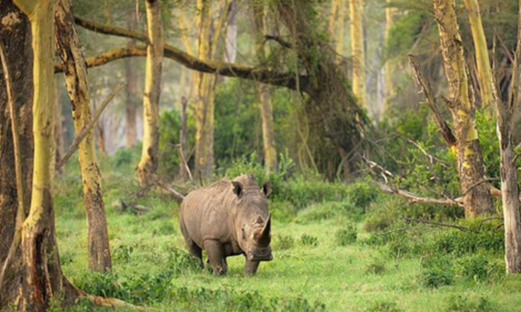 Образ жизни яванского носорога
