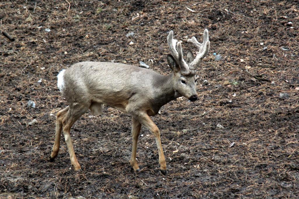 Siberian old roe deer