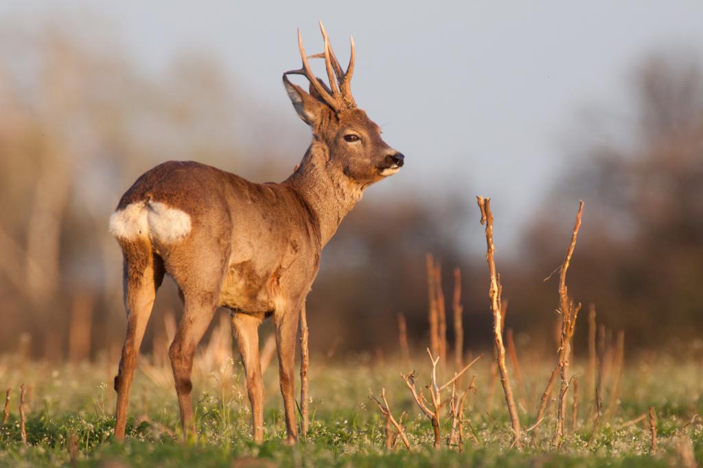 Adult with horns