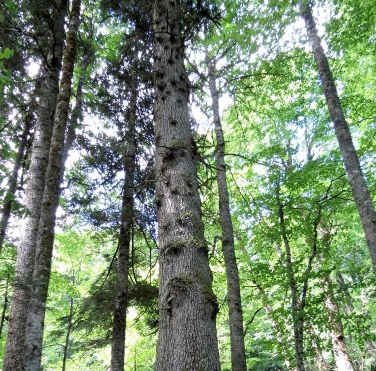 самое большое дерево в россии