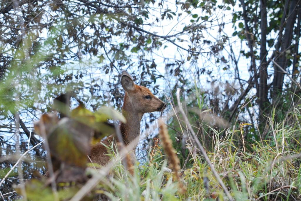 Migratory roe deer