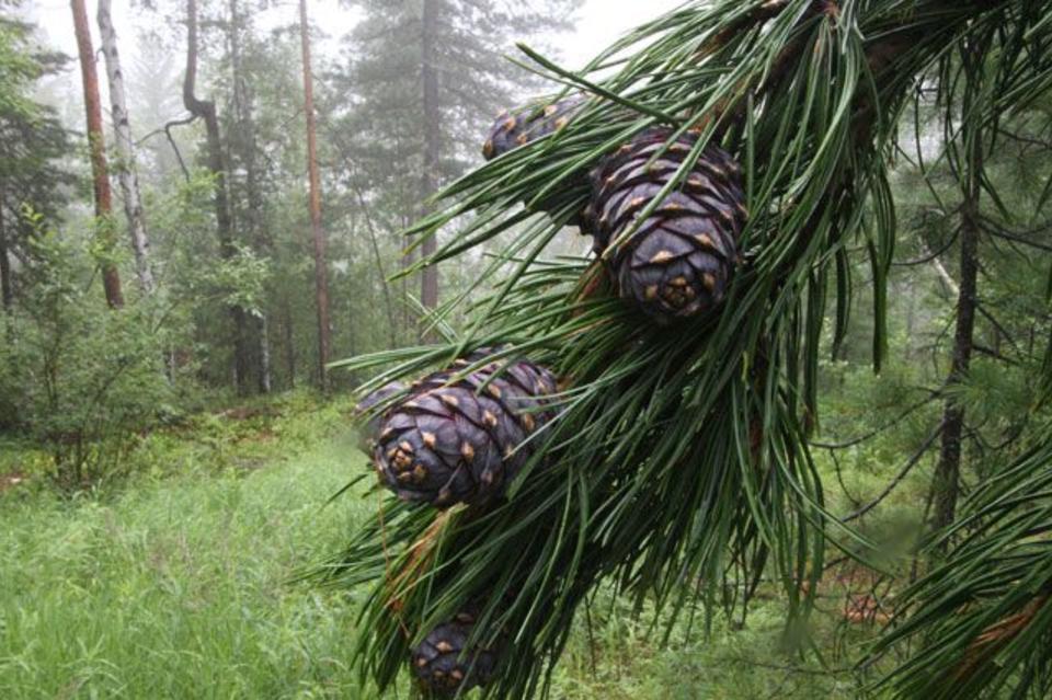 Chikoya Vegetation