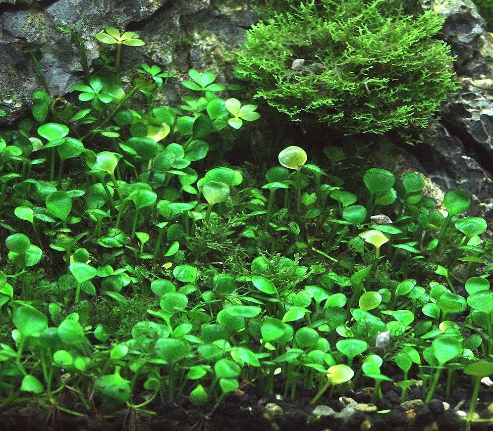 Почвопокровные растения для аквариума фото