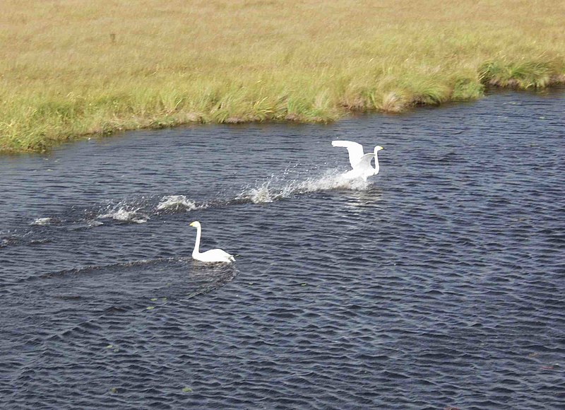 Swans of the Bologna Reserve