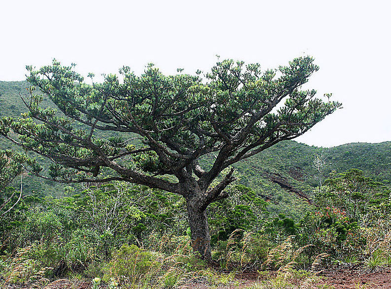 Эндемик Новой Каледонии