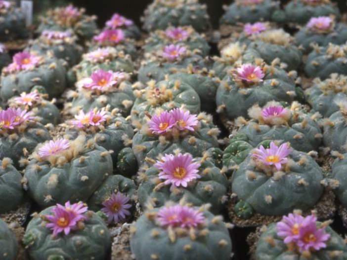 Cactus bloom