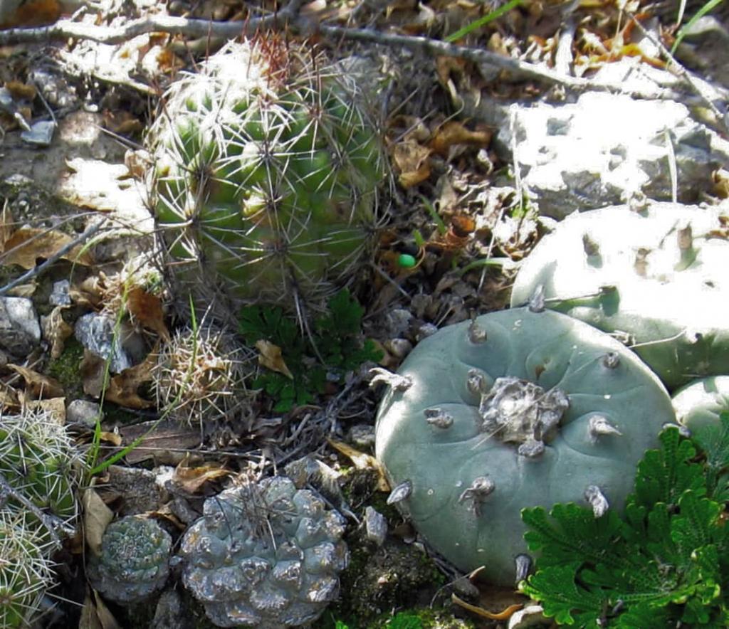 Cactus in nature